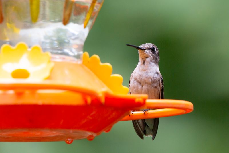 Nectar Feeders Draw Several Visitors To One Spot