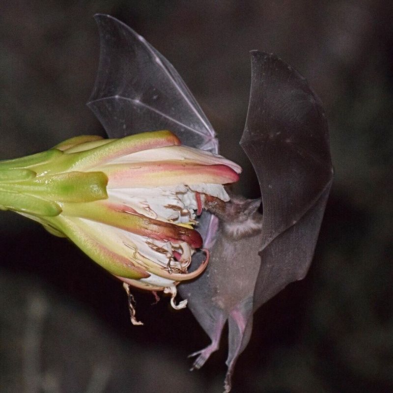 Nectar-Feeding Bats Carry Pollen Between Flowers Nectar-Feeding Bats Carry Pollen Between Flowers