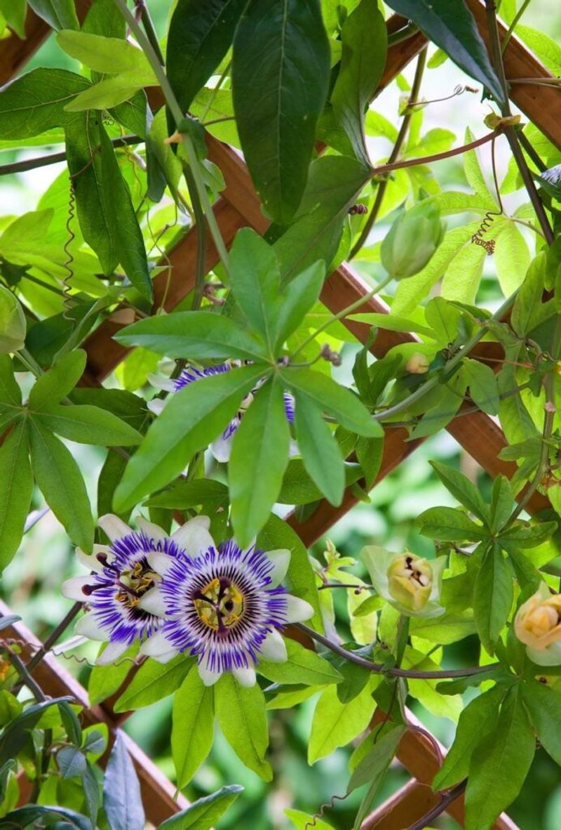 Nectar Flowers Alone Cannot Replace The Missing Host Plant