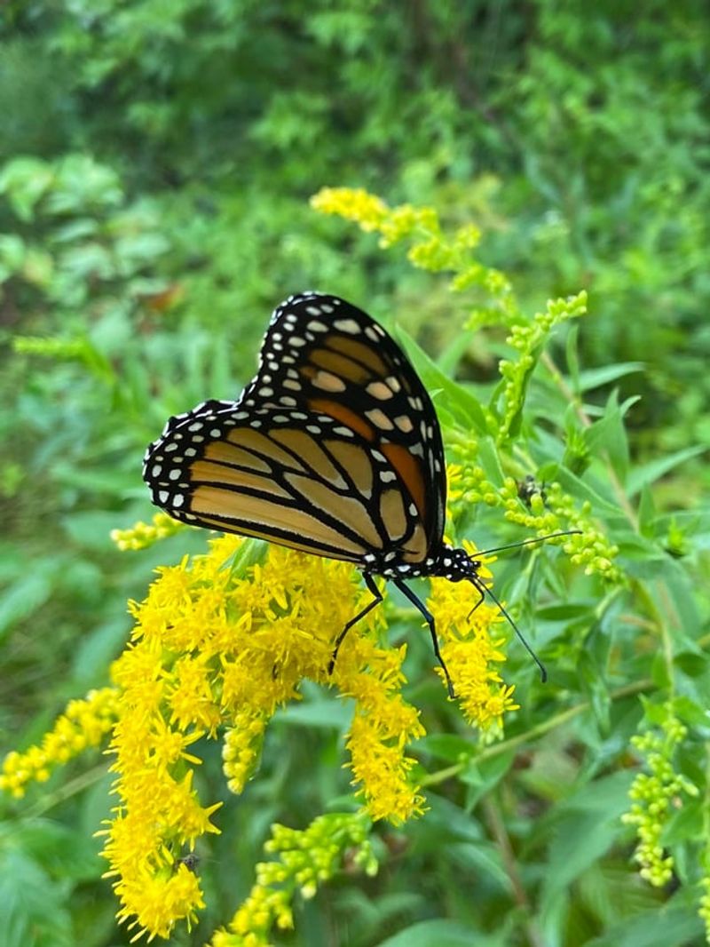 Nectar Output Both Plants Deliver Late In The Season Nectar Output Both Plants Deliver Late In The Season
