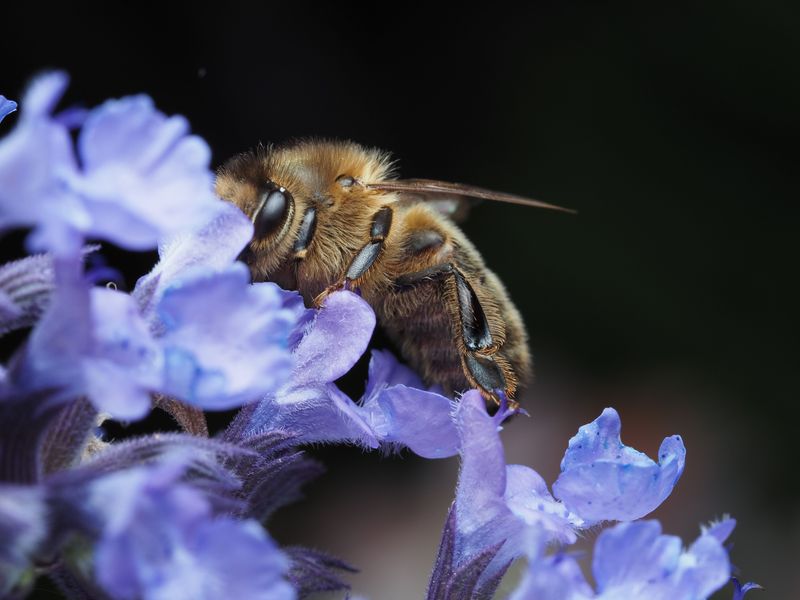 Nectar Quality Outweighs Visual Appeal