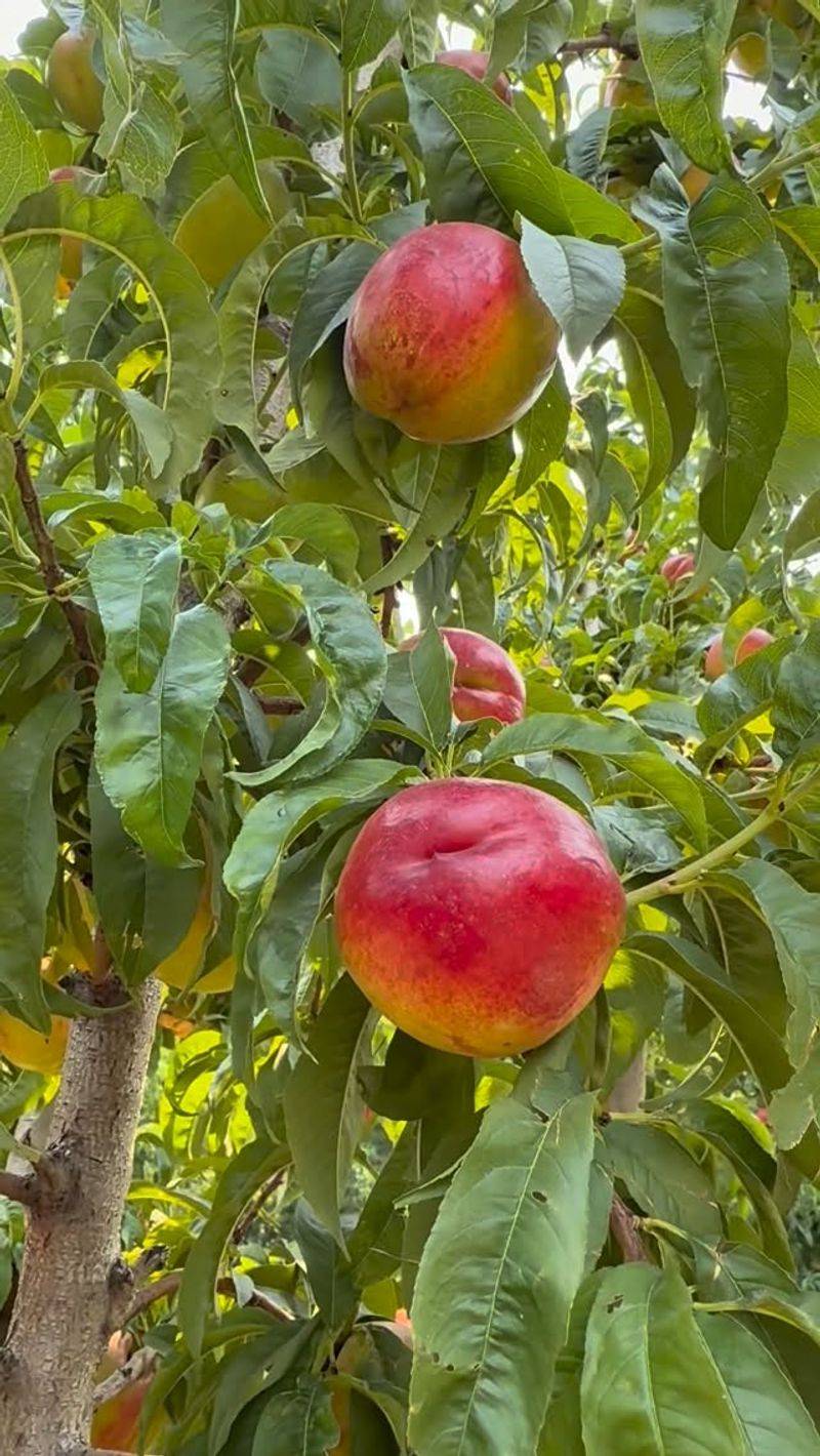 Nectarines Nectarines