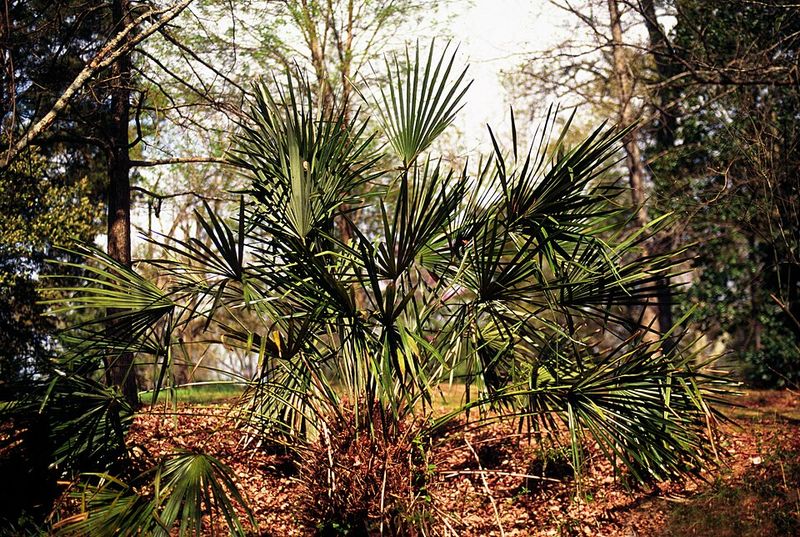 Needle Palm Trades Towering Height For A Tough Compact Frame Needle Palm Trades Towering Height For A Tough Compact Frame