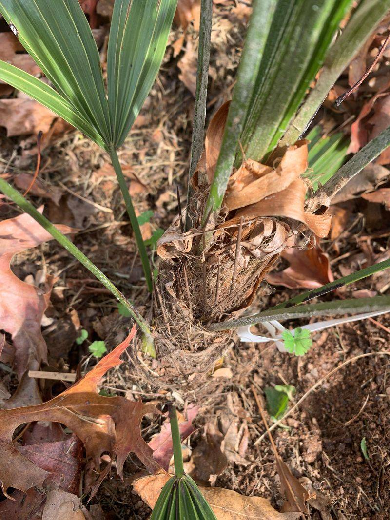Needle Palm Turns A Dense Clump Into A Protected Hideaway