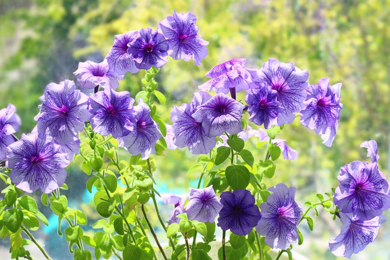 Neglect Pruning Until Fall Neglect Pruning Until Fall