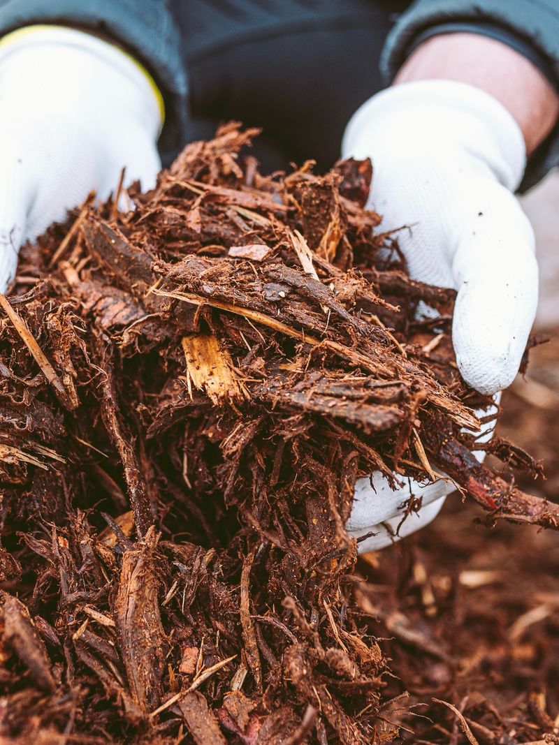 Neglecting A Protective Layer Of Mulch