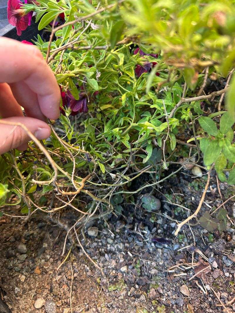 Neglecting To Pair Feeding With Regular Trimming Neglecting To Pair Feeding With Regular Trimming