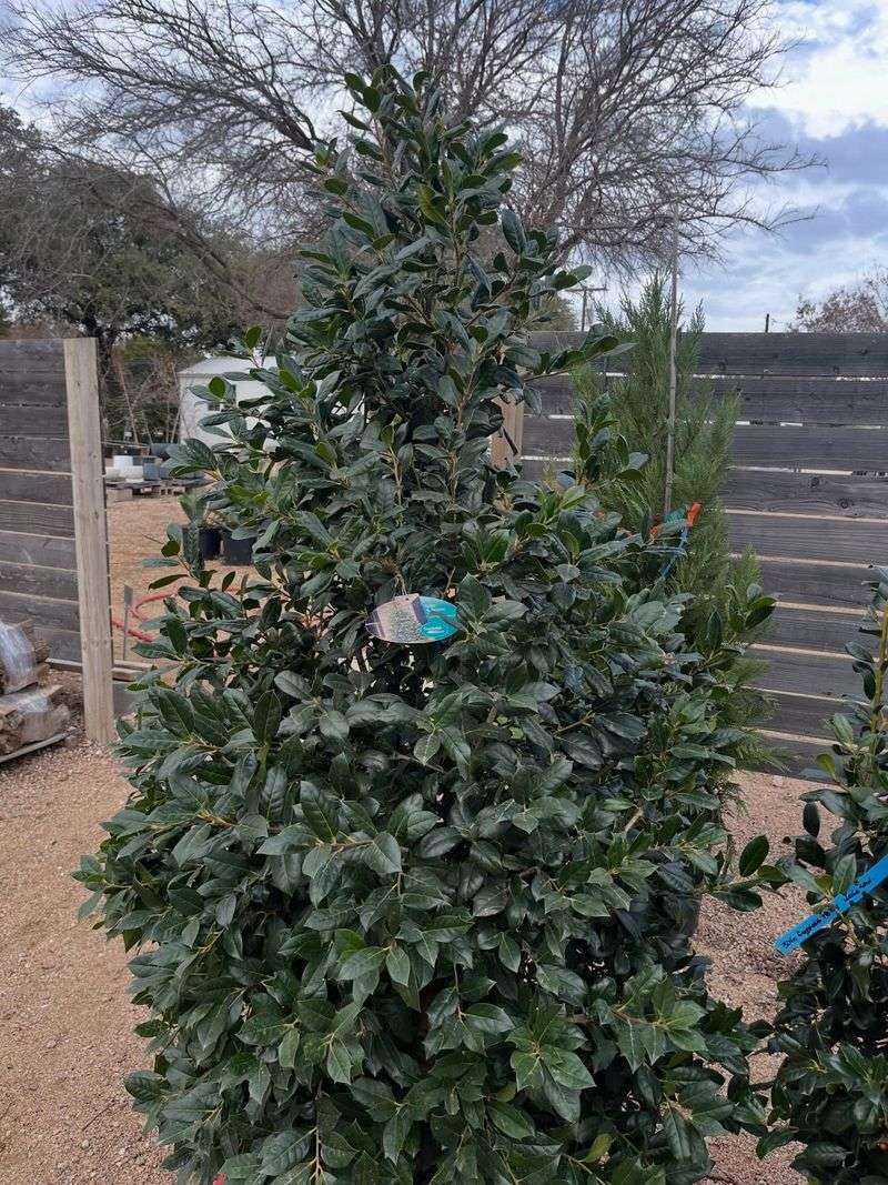 Nellie Stevens Holly Nellie Stevens Holly