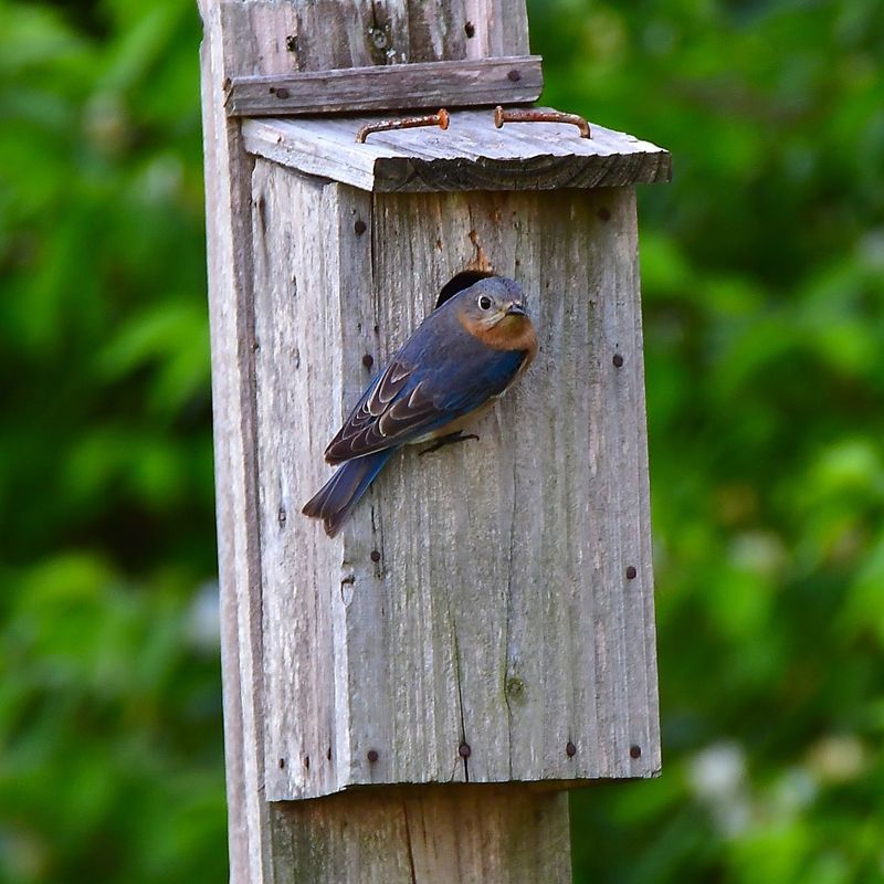 Nest Boxes Can Bring More Kestrels To Your Yard Nest Boxes Can Bring More Kestrels To Your Yard