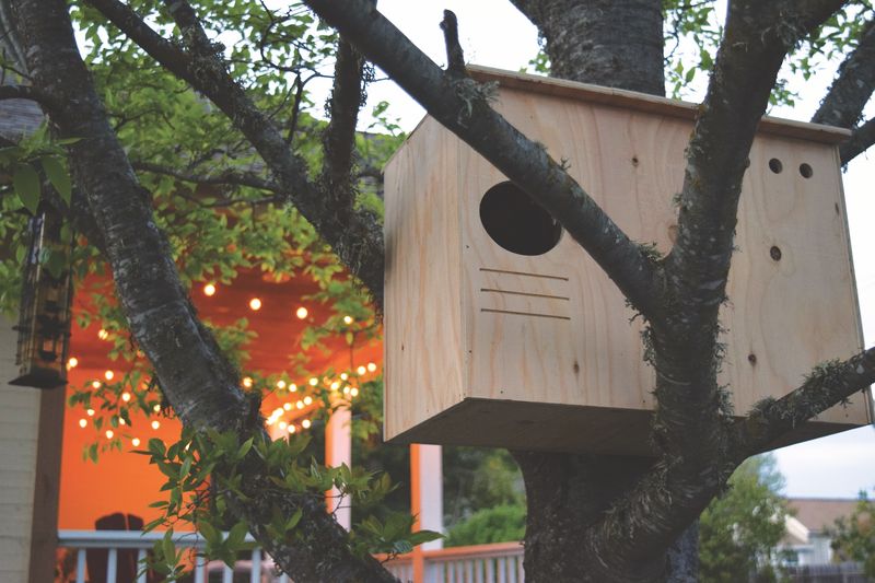 Nest Boxes Can Give Them Space To Raise Young Nest Boxes Can Give Them Space To Raise Young