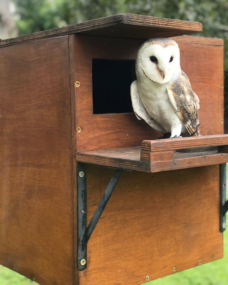 Nest Boxes Encourage Owls To Stay Nearby Nest Boxes Encourage Owls To Stay Nearby