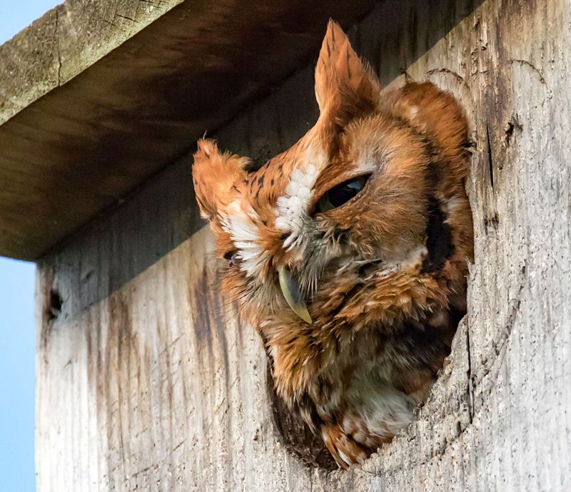 Nest Boxes Give Screech Owls A Reason To Stay