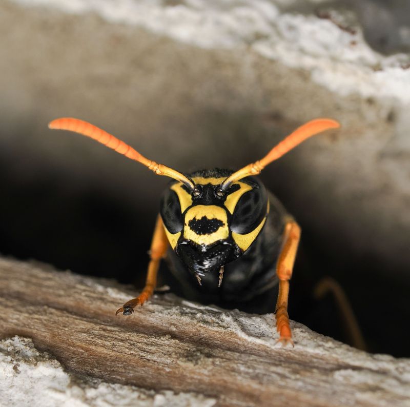 Nest Populations Reach Maximum Size By August Nest Populations Reach Maximum Size By August