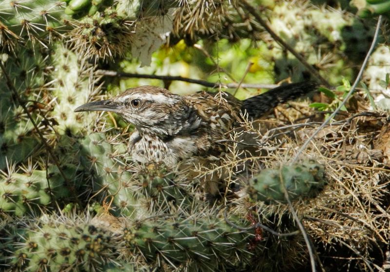Nesting Cactus Wrens Can Signal Good Habitat Nesting Cactus Wrens Can Signal Good Habitat