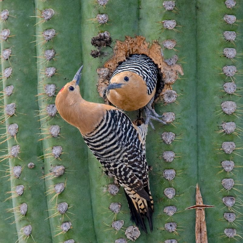 Nesting Cavities Can Also Provide Shelter From Predators Nesting Cavities Can Also Provide Shelter From Predators