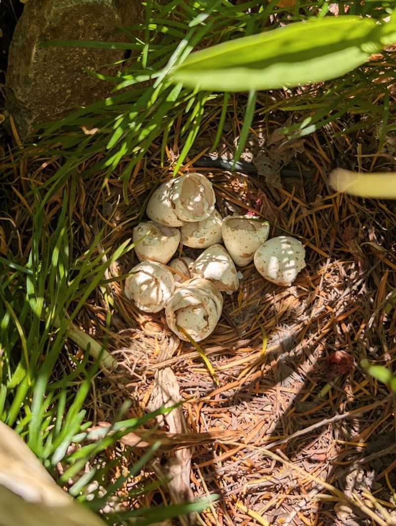 Nesting Disruptions Nearby Scatter The Local Covey Nesting Disruptions Nearby Scatter The Local Covey