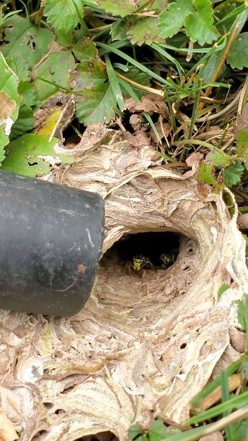 Nesting Habits That Give Away The Real Culprit