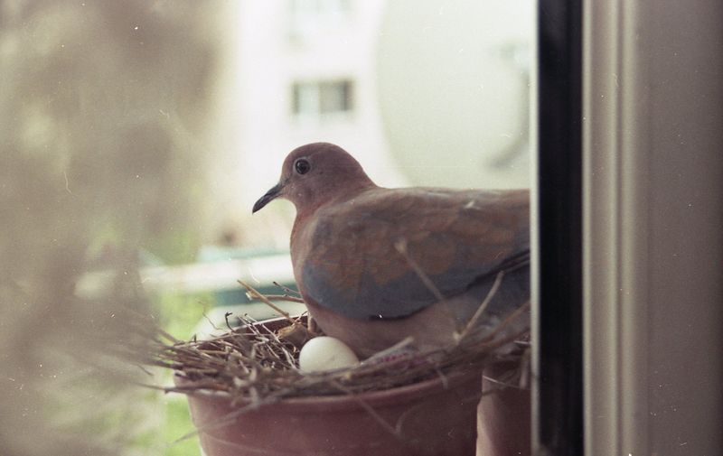 Nesting Near Humans Actually Lowers Certain Risks