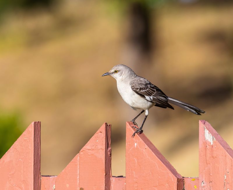 Nesting Season Explains Most Aggressive Encounters