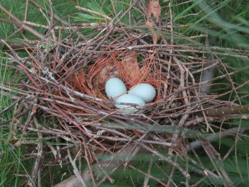 Nesting Season Keeps Pairs Busy Through Summer Nesting Season Keeps Pairs Busy Through Summer