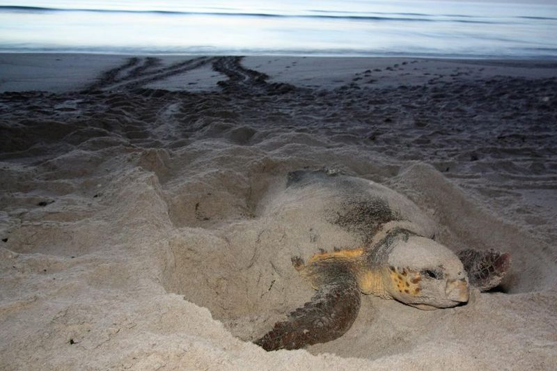 Nesting Season Runs Later Than Most Visitors Expect Nesting Season Runs Later Than Most Visitors Expect