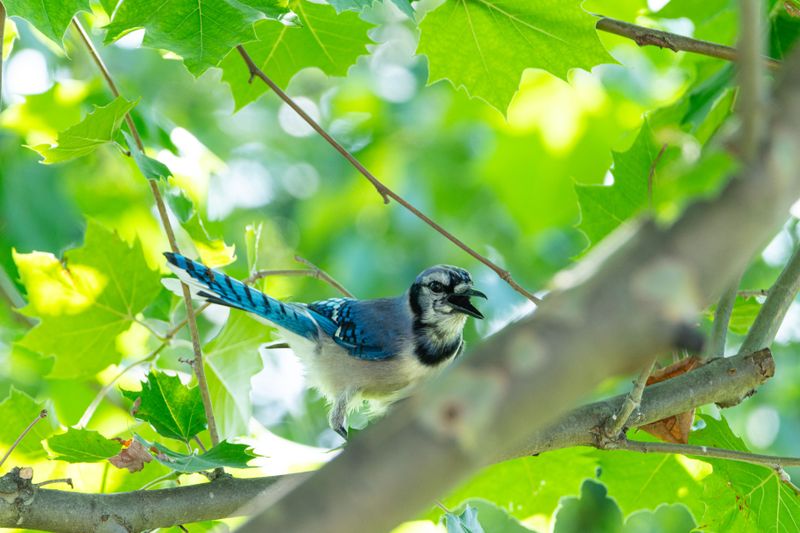 Nesting Season Stress Increases Vocal Alarm Behavior
