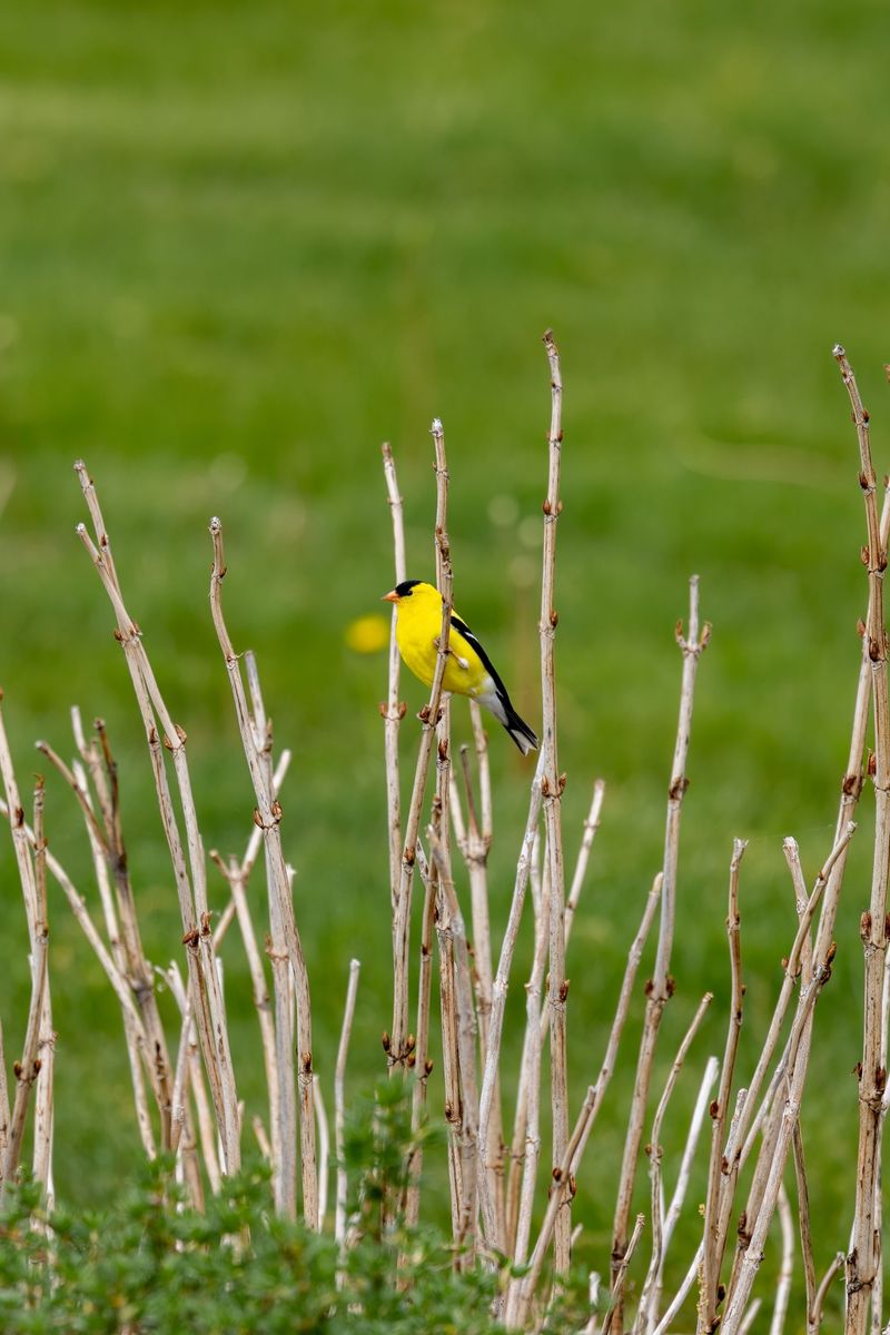 Nesting Timing That Sets Goldfinches Apart From Other Birds Nesting Timing That Sets Goldfinches Apart From Other Birds