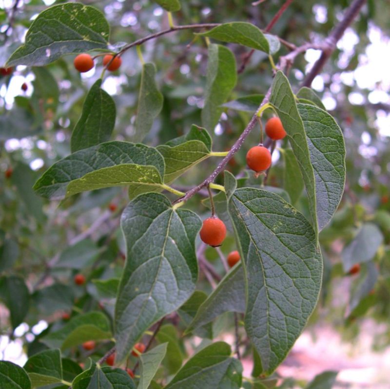 Netleaf Hackberry Handles Desert Heat Well Netleaf Hackberry Handles Desert Heat Well