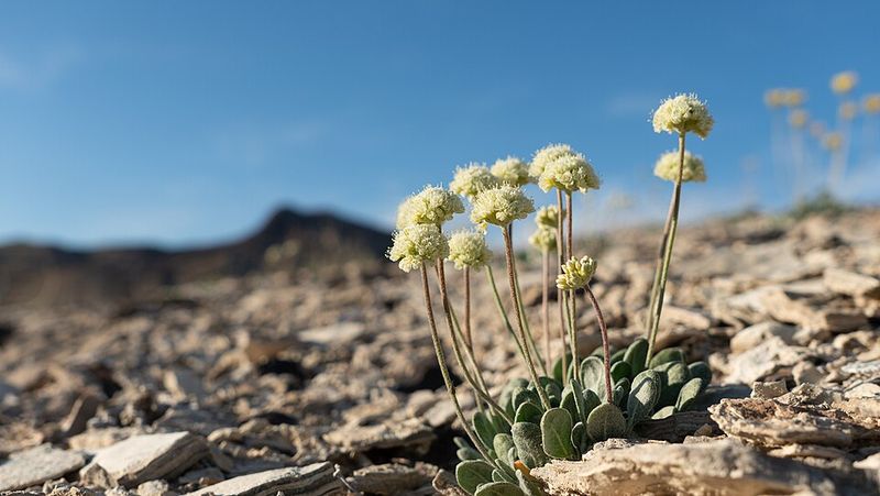 Nevada's Rarest Wildflower Exists On Just Ten Acres
