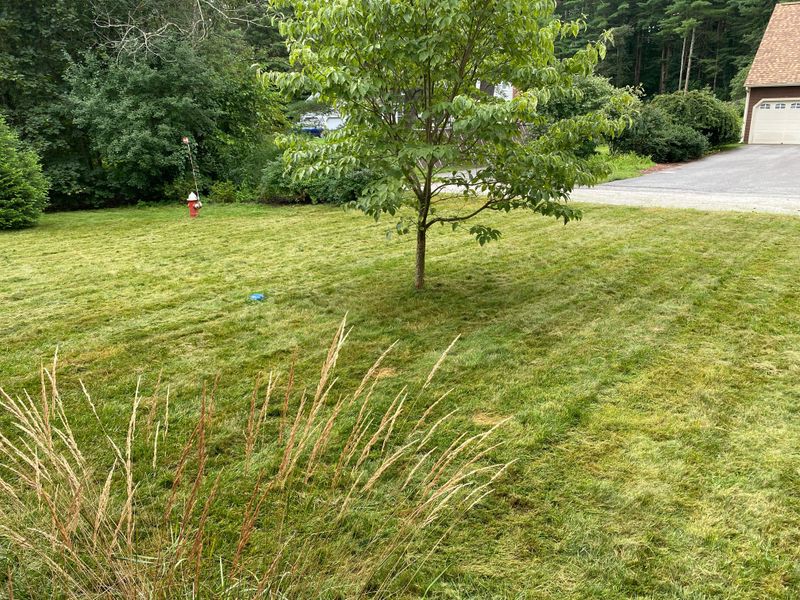 Never Dethatch Or Aerate During Peak Stress Never Dethatch Or Aerate During Peak Stress