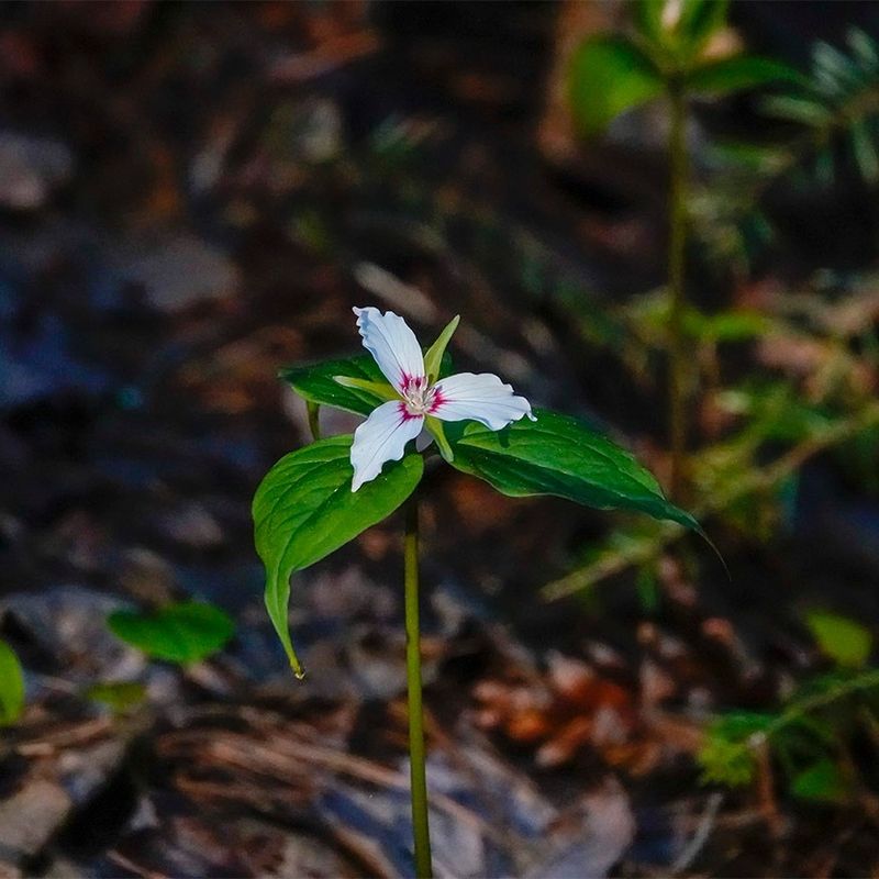 Never Dig Trilliums From The Wild Never Dig Trilliums From The Wild