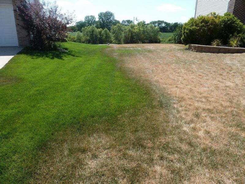 Never Fertilize Just To Force Green Color Never Fertilize Just To Force Green Color