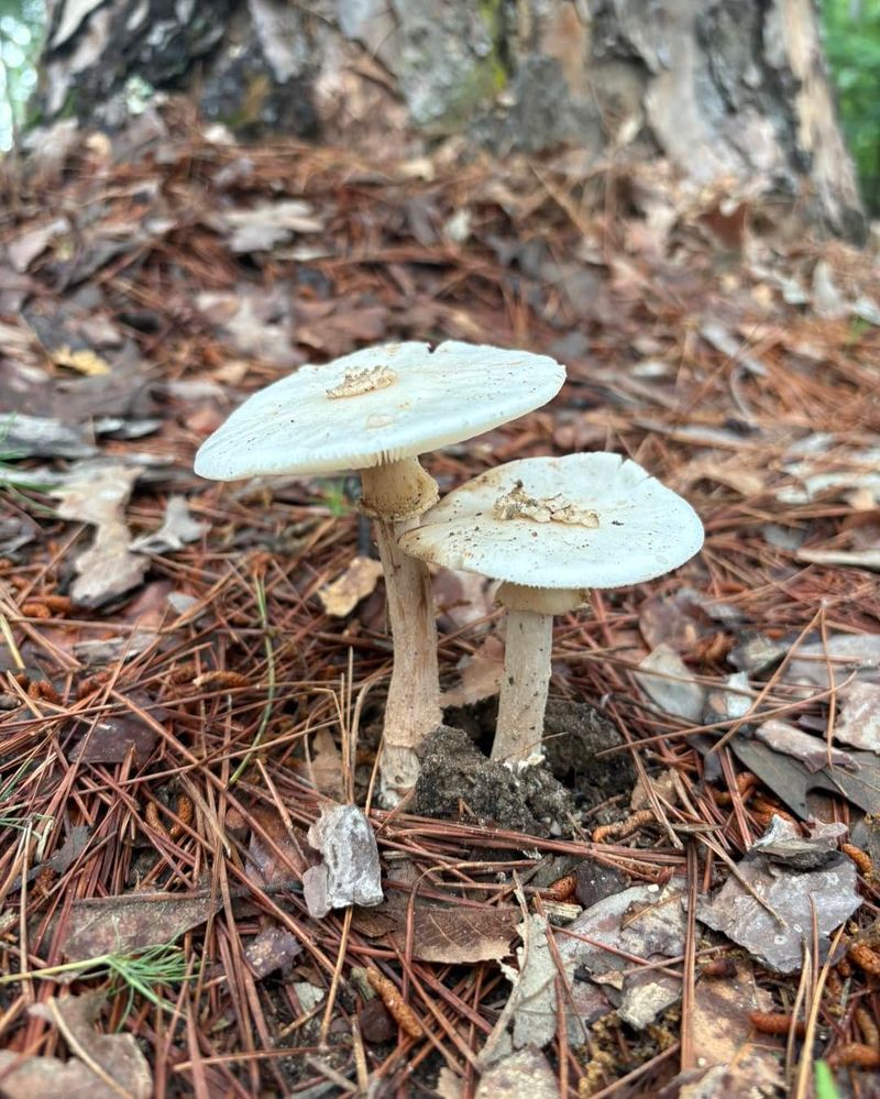 Never Guess At Mushroom Edibility Never Guess At Mushroom Edibility