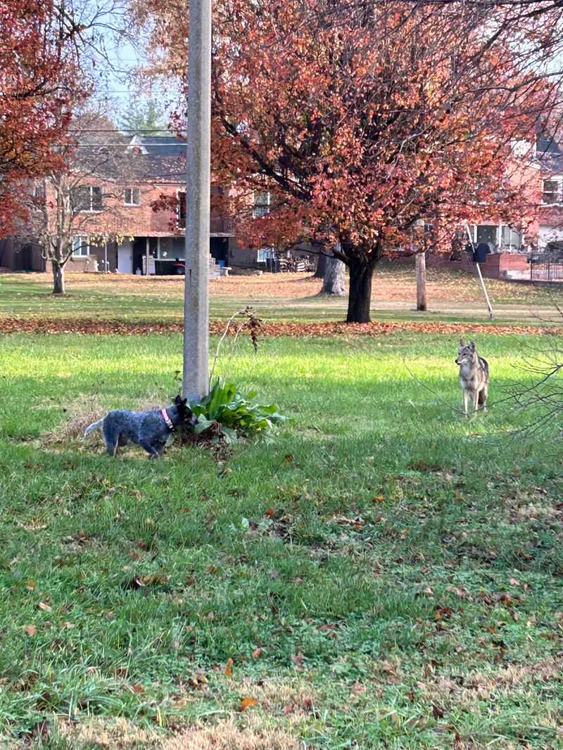 Never Leave Small Pets Outside Alone At Dawn Or Dusk Never Leave Small Pets Outside Alone At Dawn Or Dusk