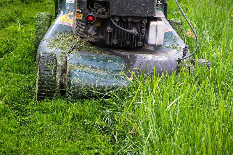 Never Remove Too Much Green Growth In A Single Mowing Never Remove Too Much Green Growth In A Single Mowing