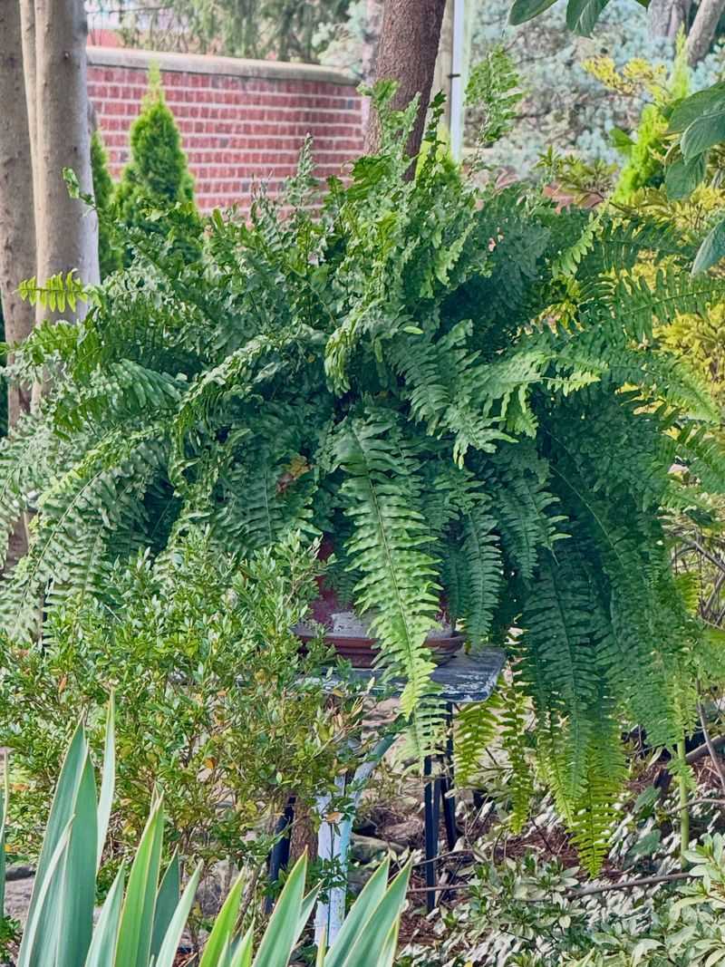 Never Strip The Fern Down To Bare Ground Never Strip The Fern Down To Bare Ground