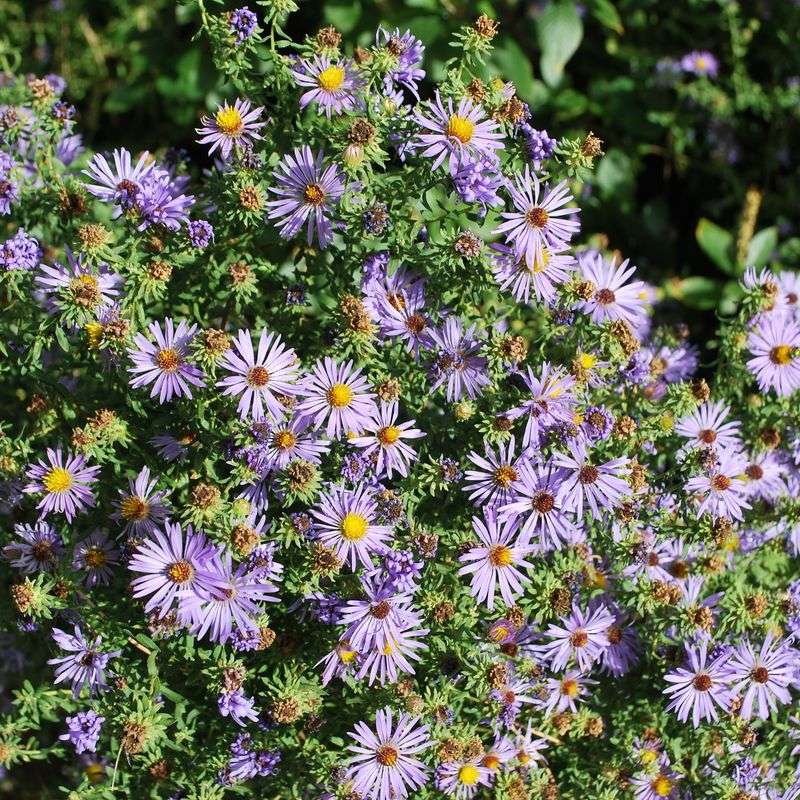 New England Aster