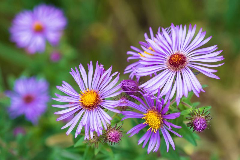 New England Aster New England Aster