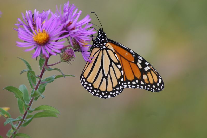New England Aster