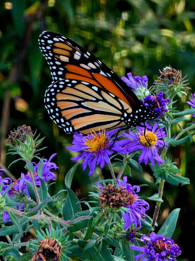 New England Aster Attracts Butterflies And Moths