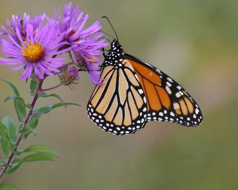 New England Aster Is The Plant To Know New England Aster Is The Plant To Know