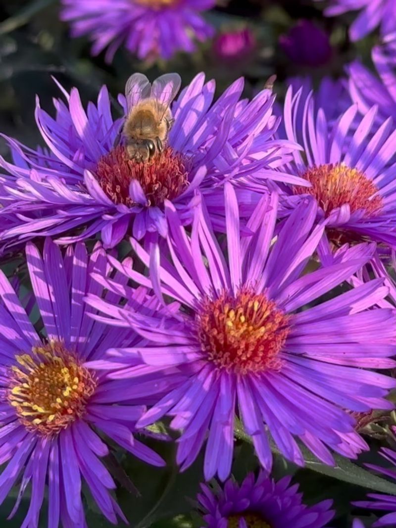 New England Aster Peaks As Summer Flowers Fade