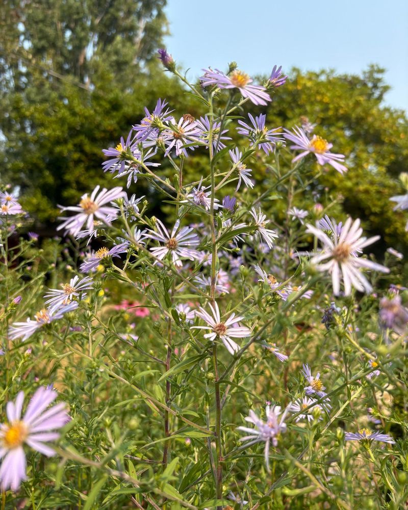 New England Aster Peaks Just As Summer Flowers Fade