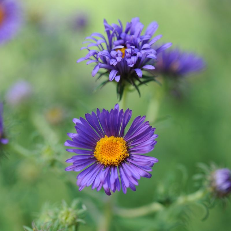 New England Aster Resists Early Disturbance