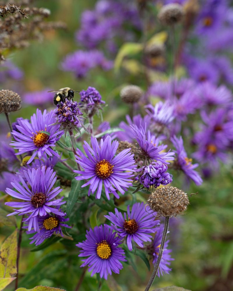 New England Aster Saves Its Show For Fall