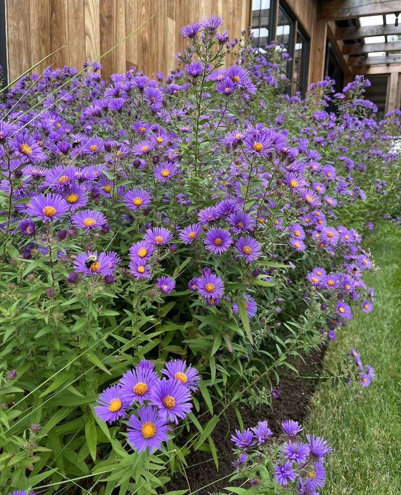 New England Aster Starts With Winter New England Aster Starts With Winter