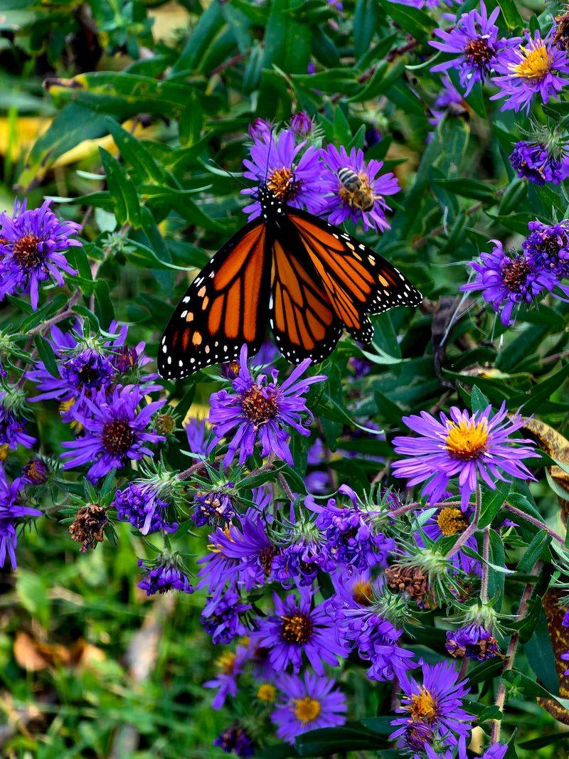 New England Aster
