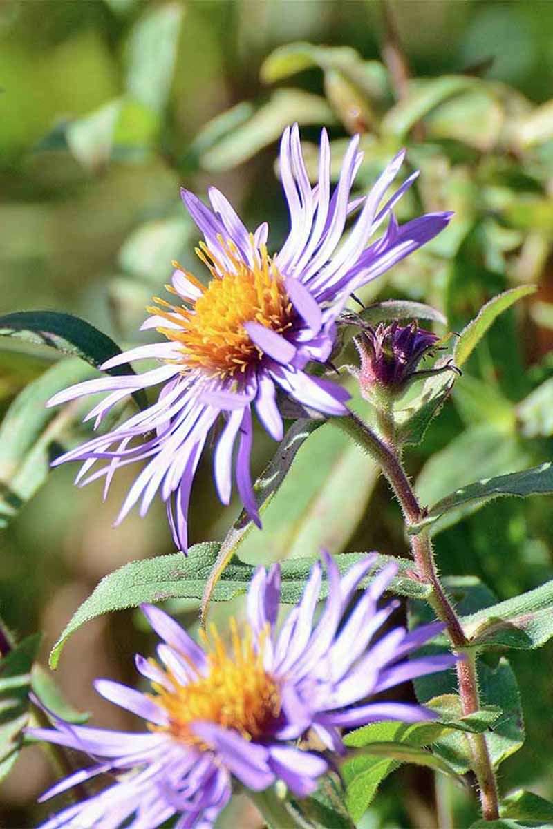 New England Asters Still Matter After The Purple Is Gone