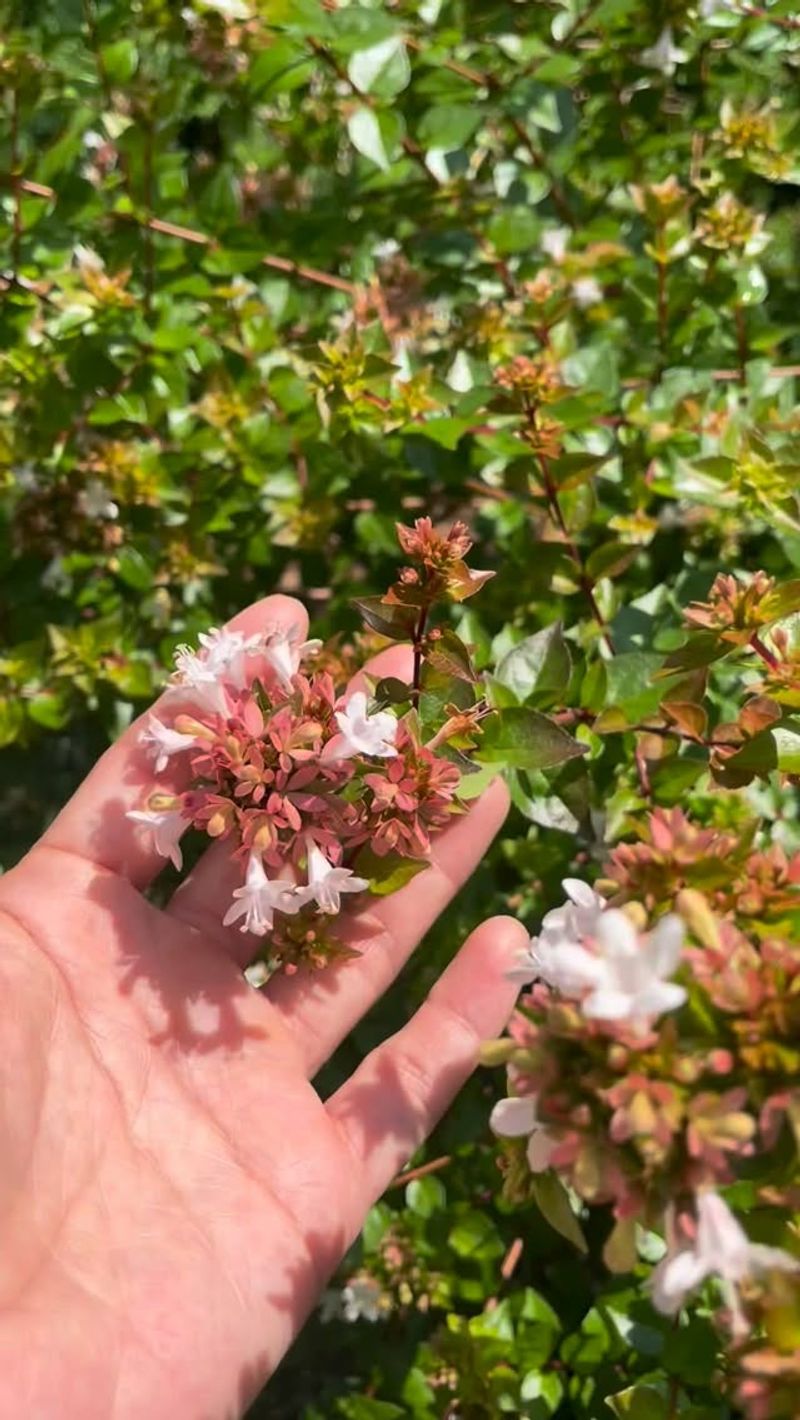 New Growth Brings New Flowers New Growth Brings New Flowers