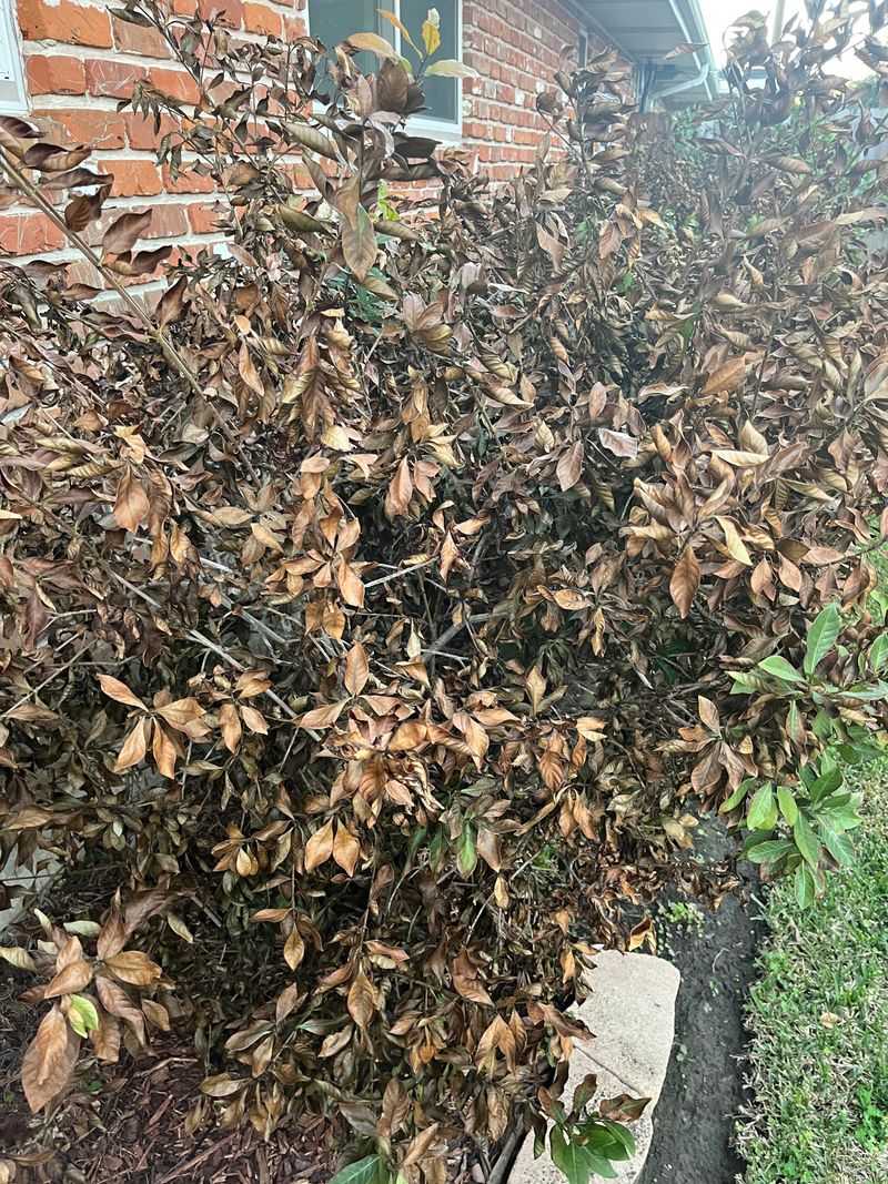 New Growth Can Be Hurt By Cold Weather New Growth Can Be Hurt By Cold Weather